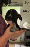 GILL