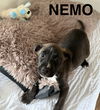 NEMO