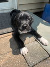 BRUCE