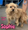 SOPHIE