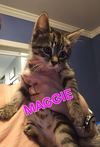 MAGGIE