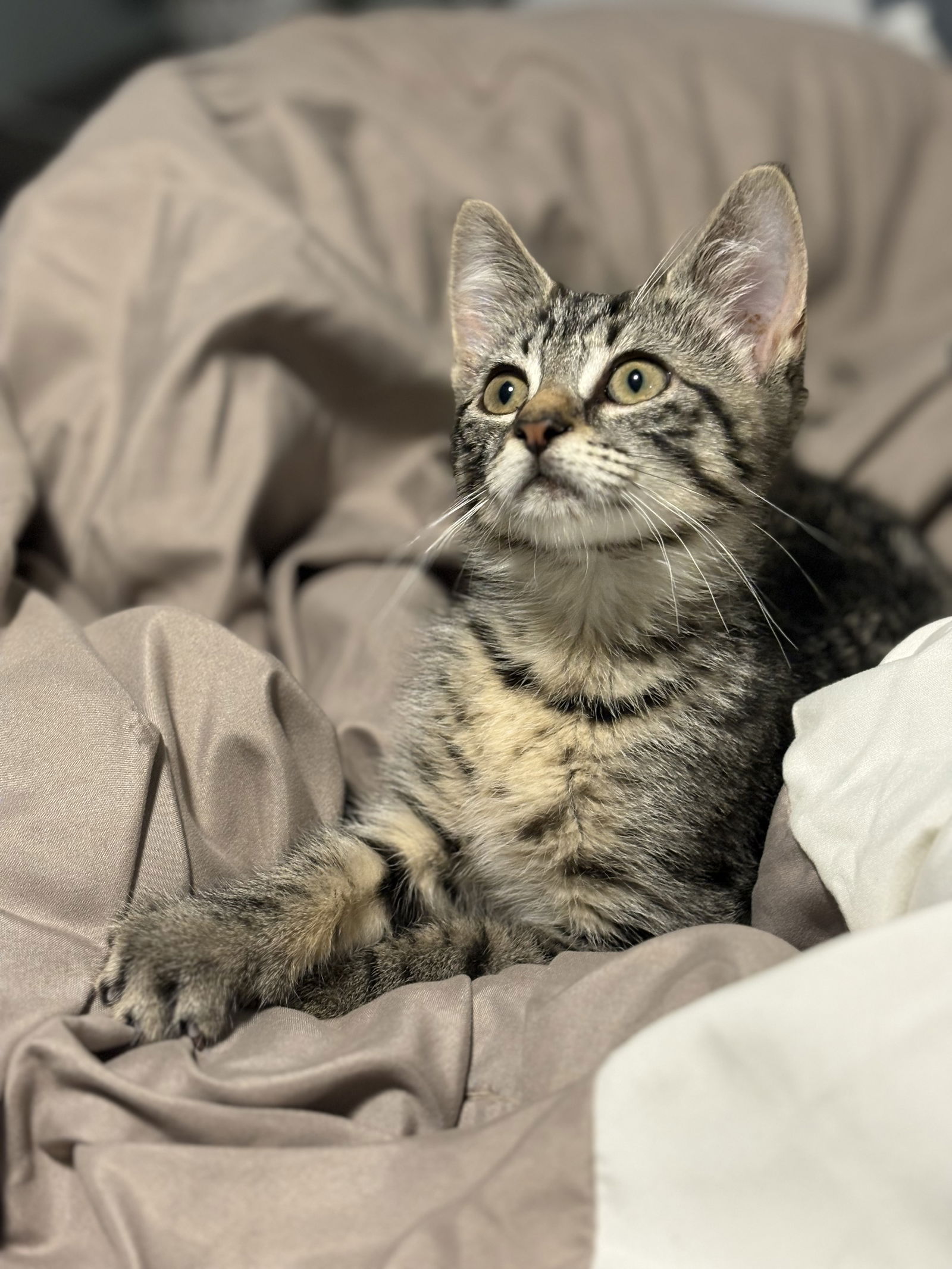 adoptable Cat in Woodbury, NY named MAGGIE