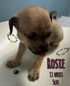 ROSIE