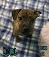 DOUG