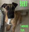BERT