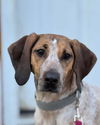HAZEL