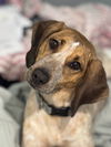 HAZEL