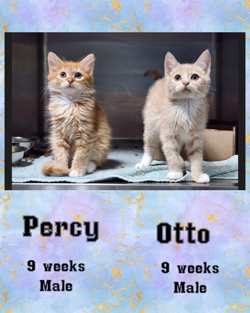 OTTO