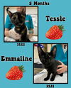 EMMALINE