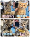 ROSEMARY