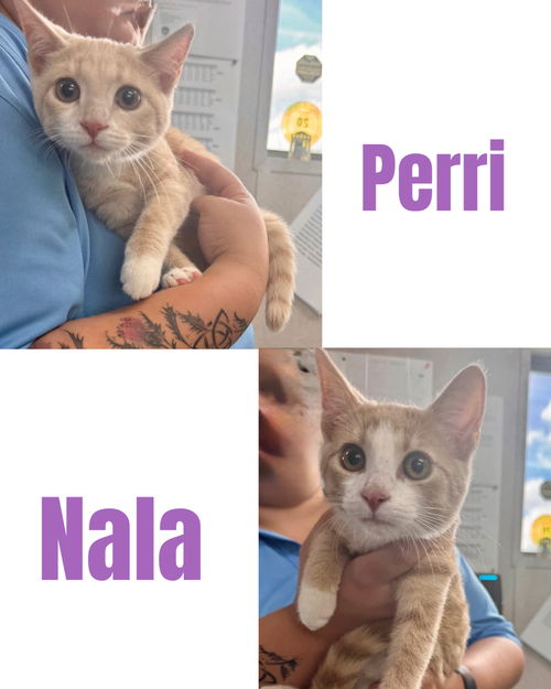 PERRI