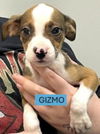 GIZMO