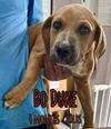 BO DUKE