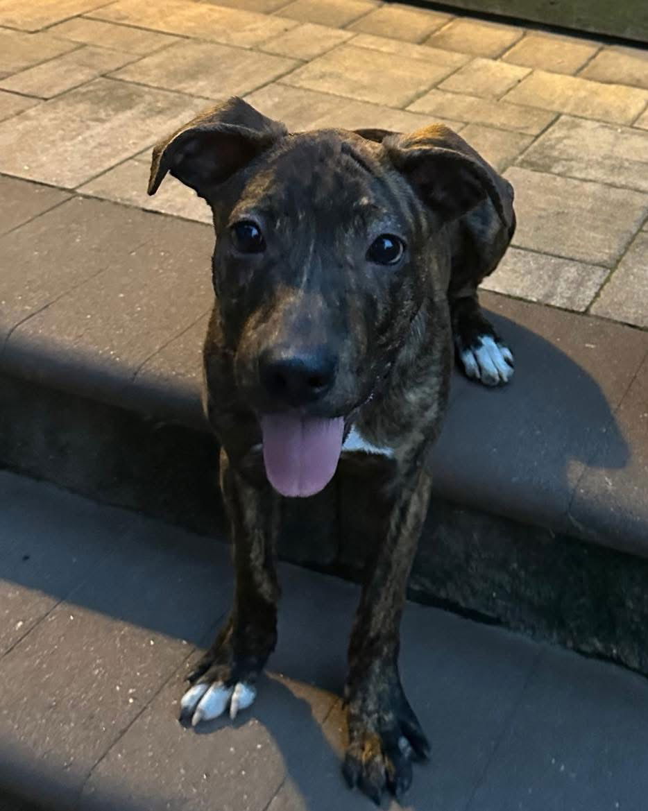 adoptable Dog in Woodbury, NY named GOOBER