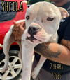 SHEILA