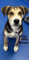 ELLIE