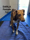 DARLA