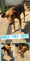 DARLA