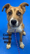 COLTER