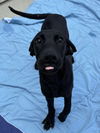 JAX