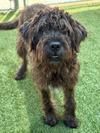 GUINNESS (Doodle)