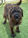 GUINNESS (Doodle)