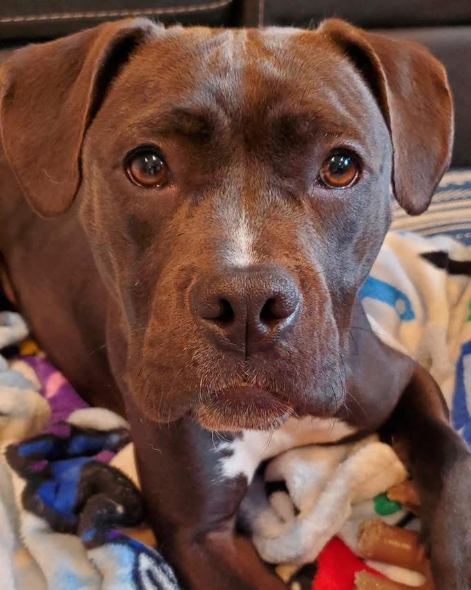 adoptable Dog in Woodbury, NY named PEPPER