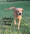 DONKEY