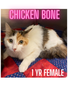 CHICKEN BONE