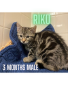 RIKU