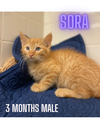 SORA