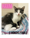 HAMM