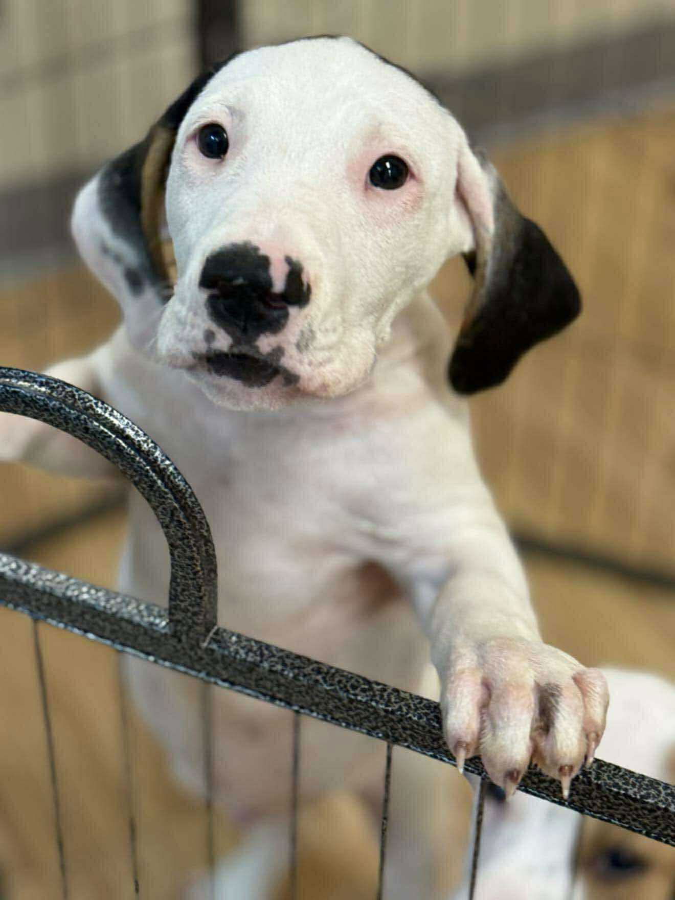 adoptable Dog in Woodbury, NY named DIGLETT