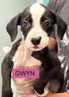 GWYN
