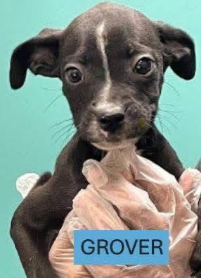 adoptable Dog in Woodbury, NY named GROVER