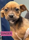 GINGER