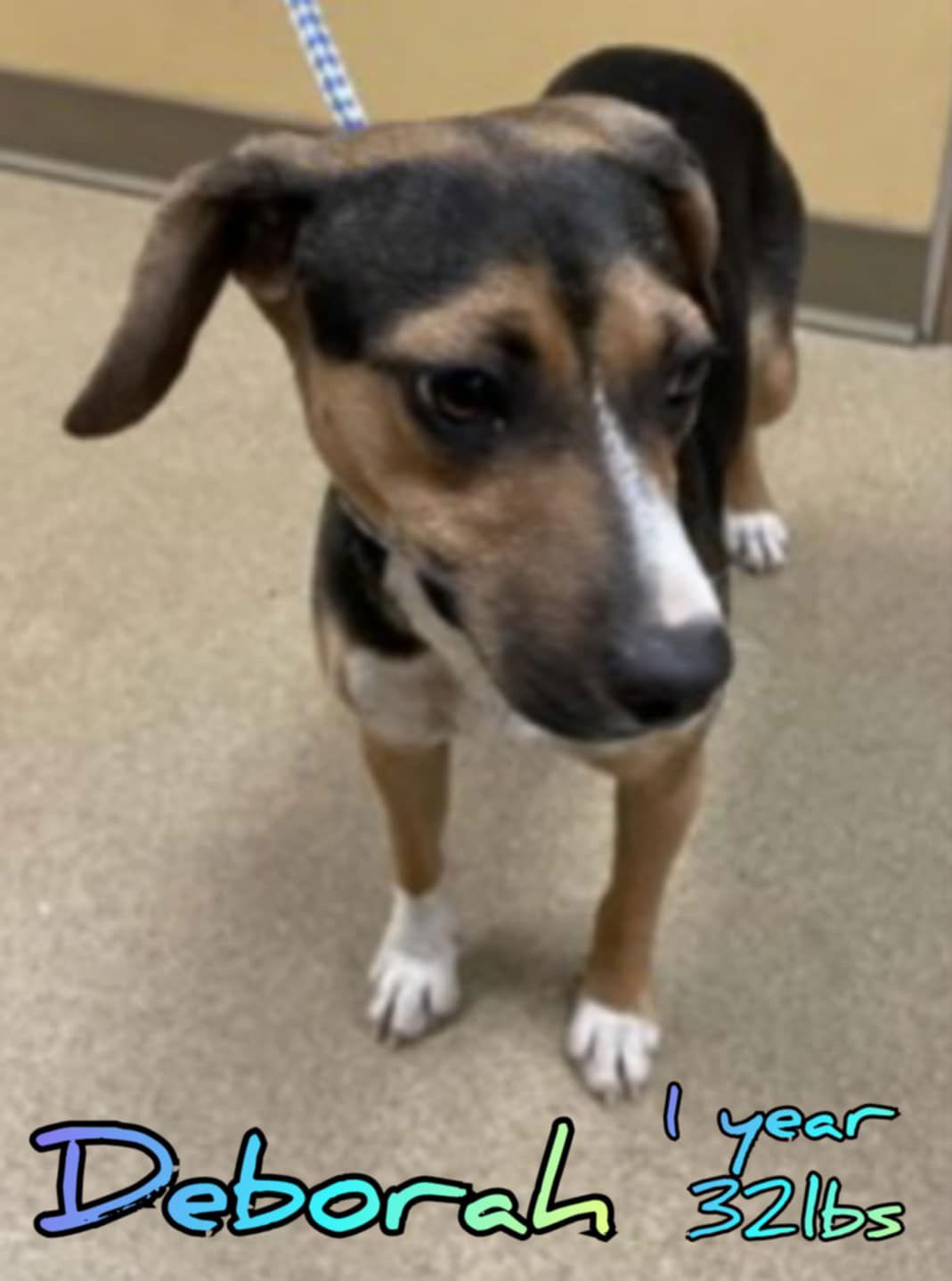 adoptable Dog in Woodbury, NY named DEBORAH