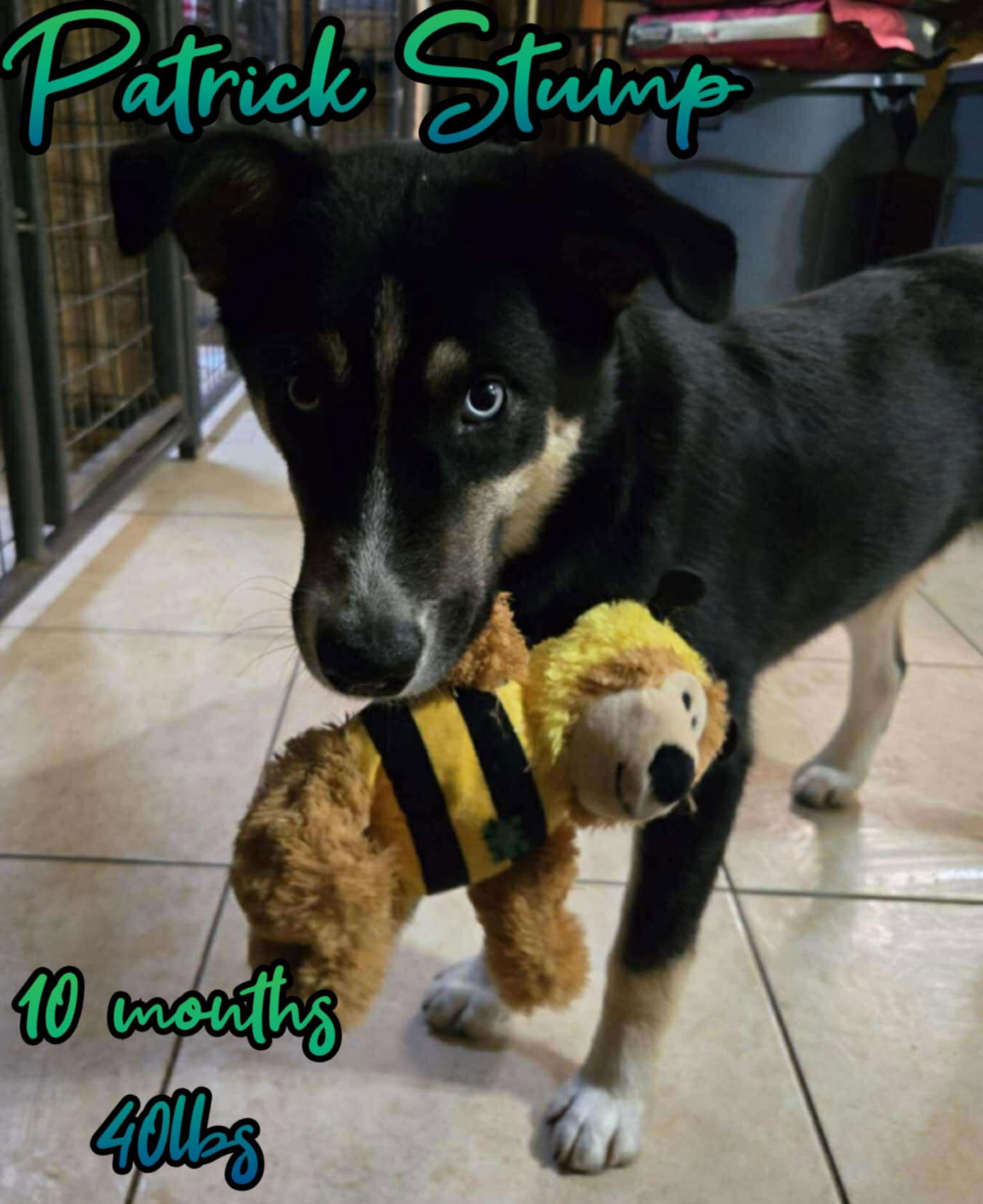 adoptable Dog in Woodbury, NY named PATRICK STUMP