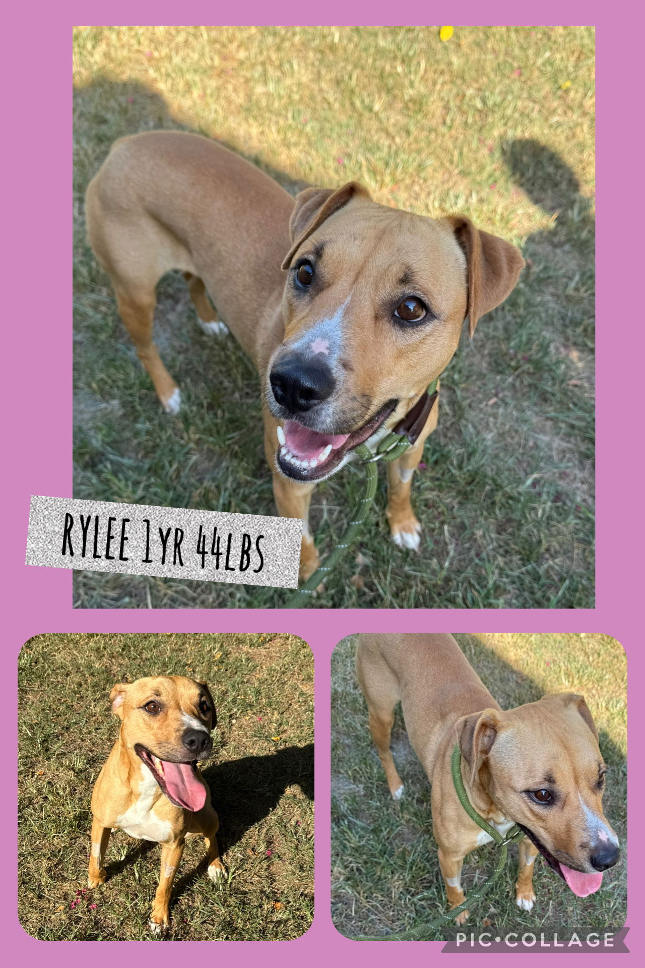 adoptable Dog in Carlisle, SC named RYLEE