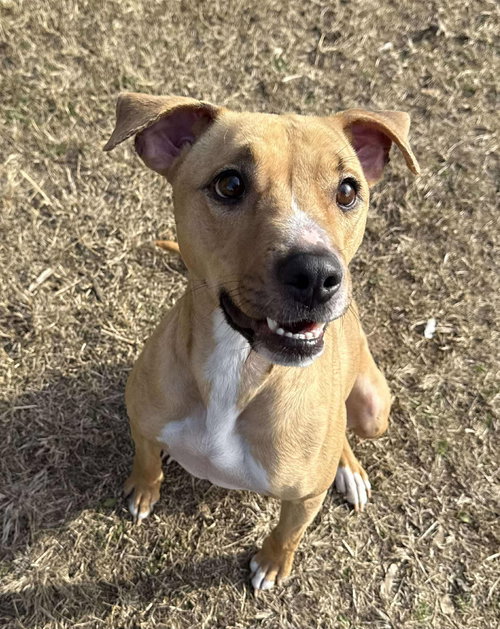 RYLEE - Terrier available for adoption