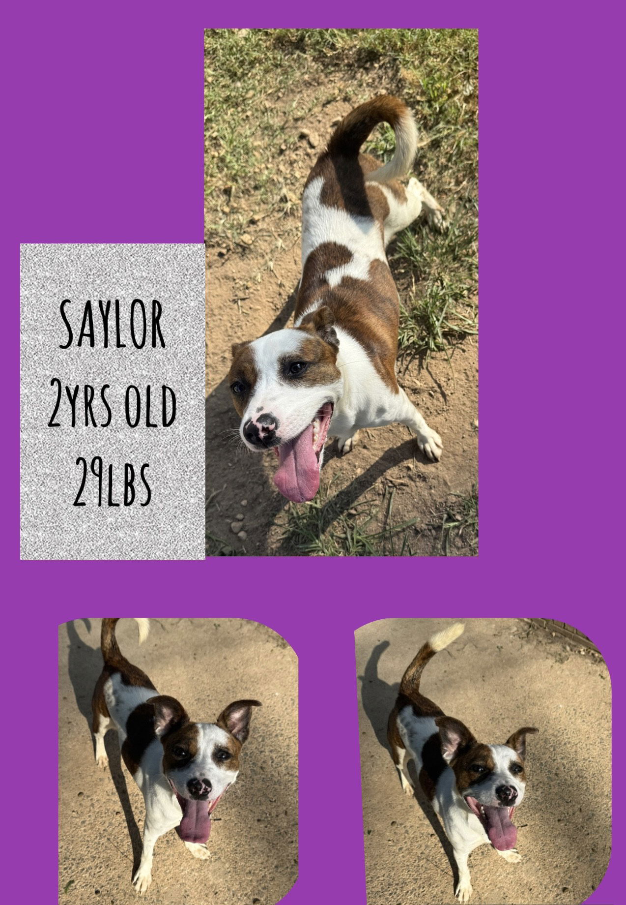 adoptable Dog in Carlisle, SC named SAYLOR