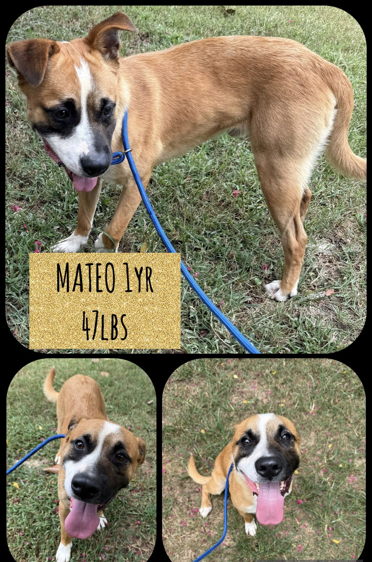 adoptable Dog in Carlisle, SC named MATEO