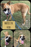 MATEO