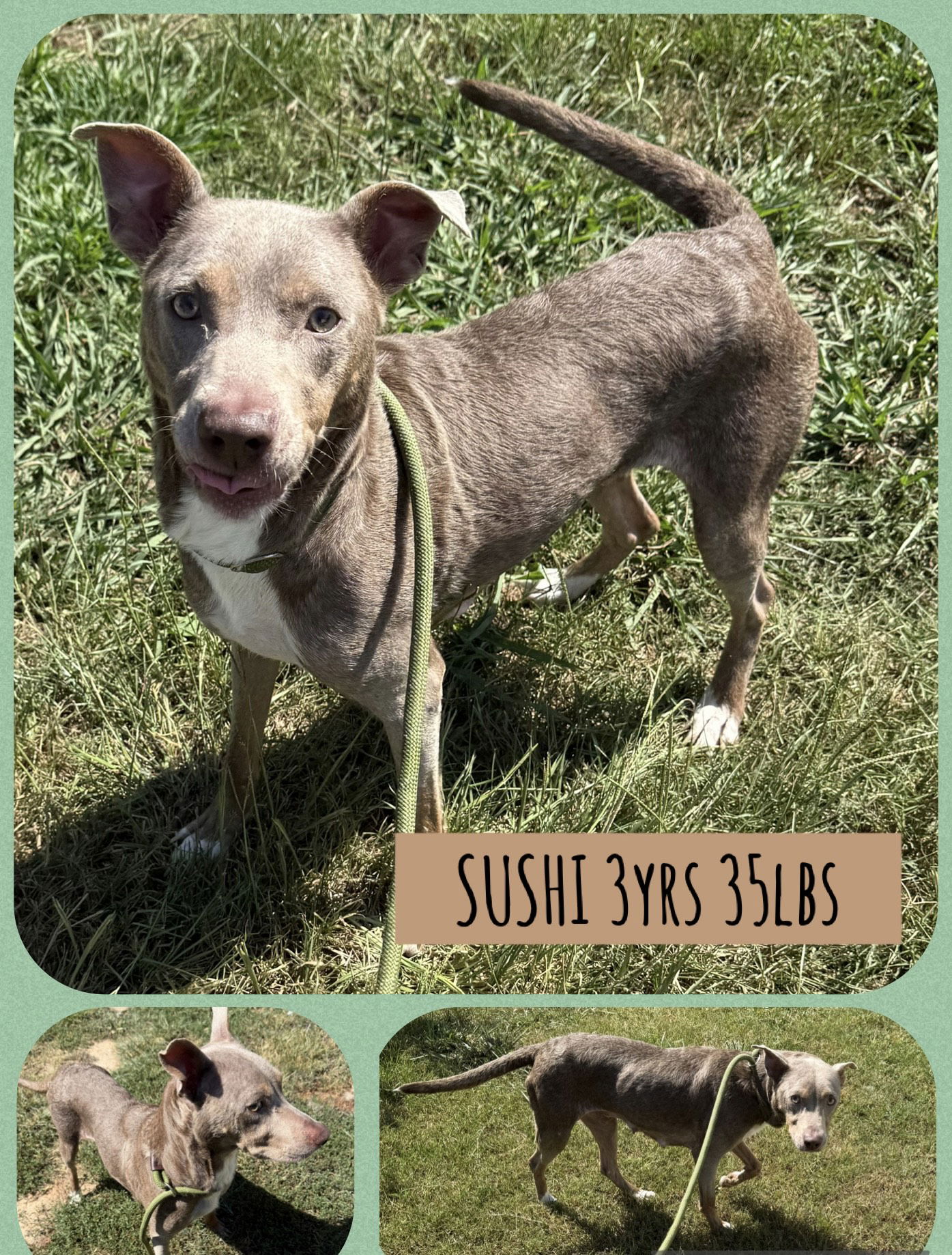 adoptable Dog in Carlisle, SC named SUSHI