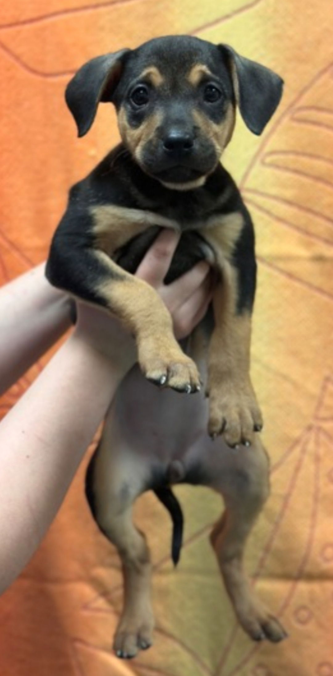 adoptable Dog in Woodbury, NY named SABRINA
