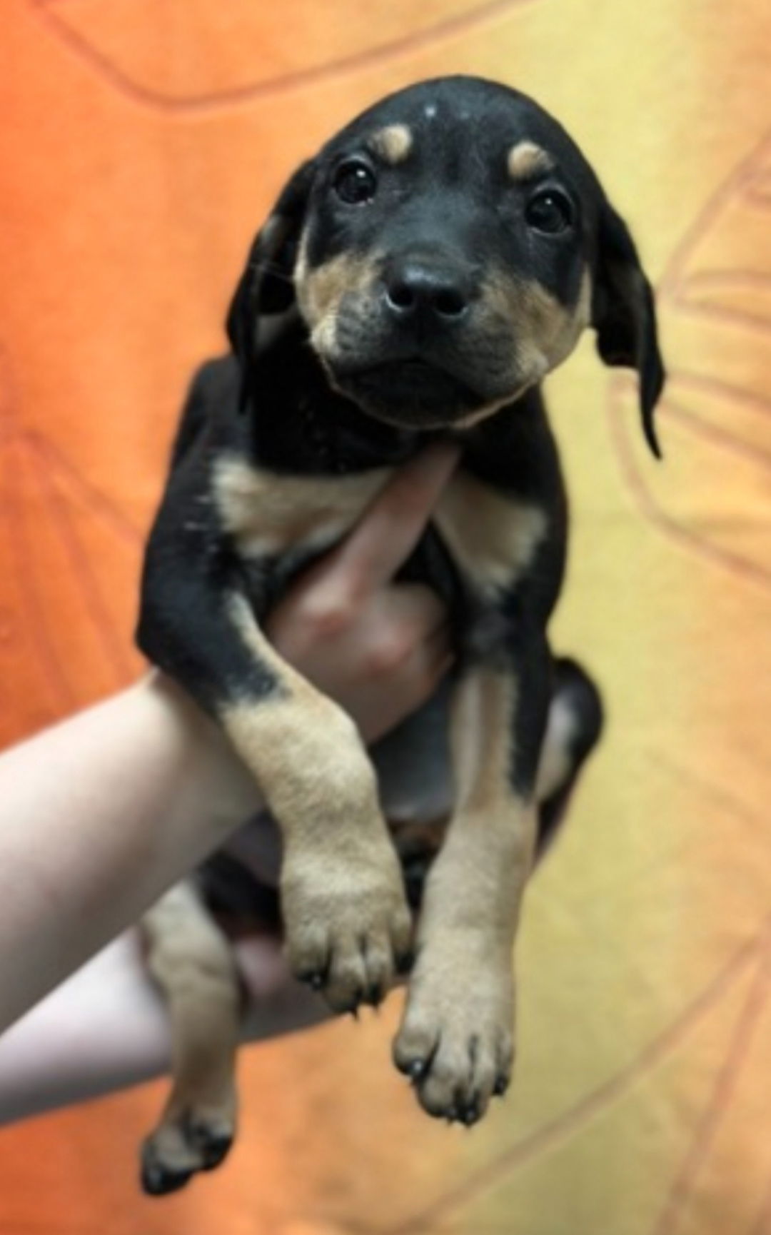 adoptable Dog in Woodbury, NY named SUMMER