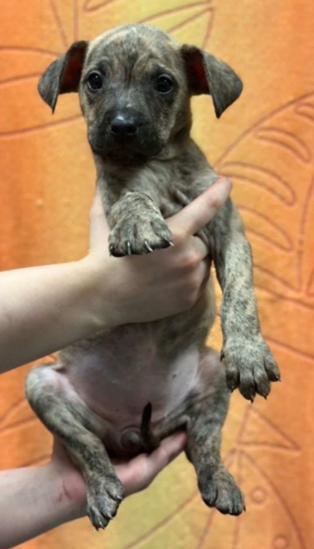 adoptable Dog in Woodbury, NY named BEYONCÉ (puppy)