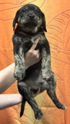 SAWYER