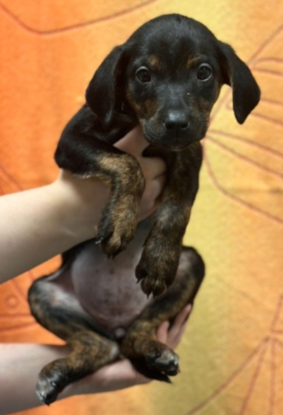 adoptable Dog in Woodbury, NY named SHANIA