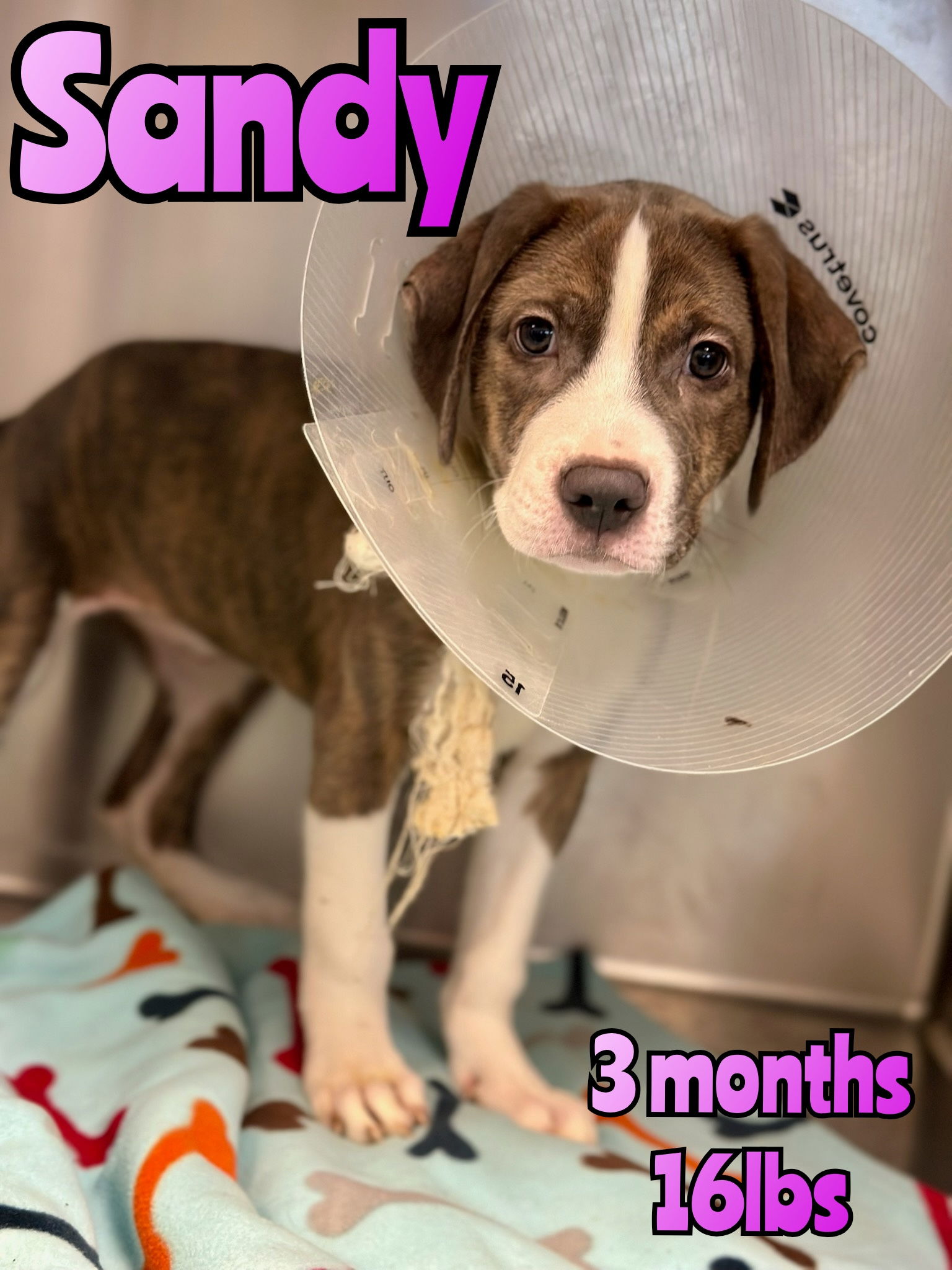 adoptable Dog in Woodbury, NY named SANDY